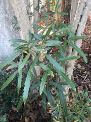 Pseudopanax crassifolius × lessonii