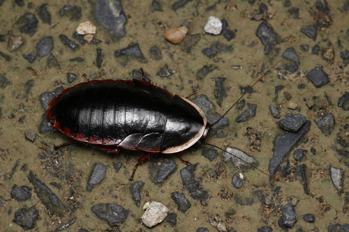 Amphibious Litter Cockroach