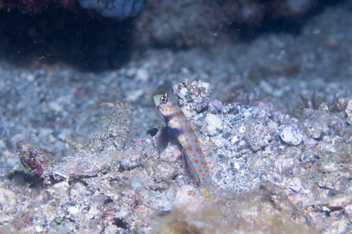 Amblyeleotris guttata observed 2026-09-12