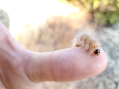 Estigmene acrea