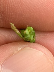 Carex cumberlandensis