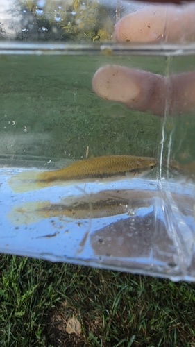 Blackspotted Topminnow