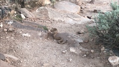 Crotalus oreganus concolor