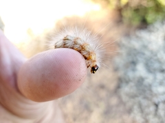 Estigmene acrea