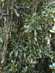 Pseudopanax crassifolius × lessonii
