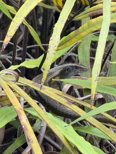 Eutropis multifasciata