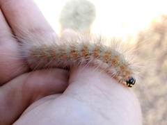Estigmene acrea