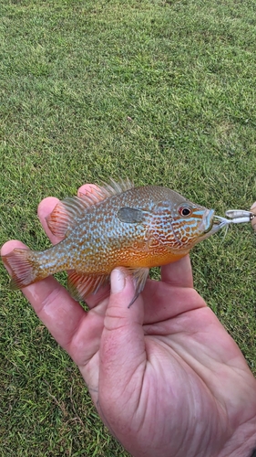 Longear Sunfish