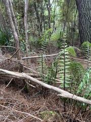 Asplenium polyodon, photograph author not stated, no rights reserved