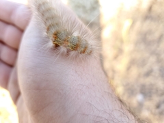 Estigmene acrea