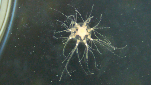 Cladonema radiatum observed 2026-09-10