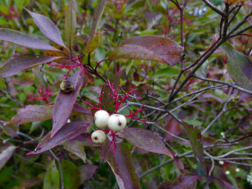 gray dogwood