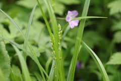 Carex sparganioides
