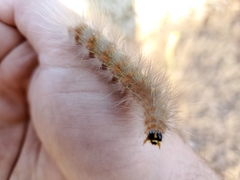 Estigmene acrea