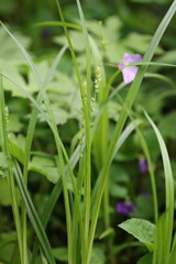 Carex sparganioides