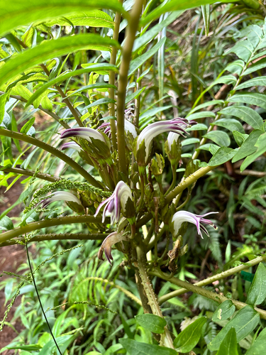 Cyanea grimesiana observed 2026-09-18