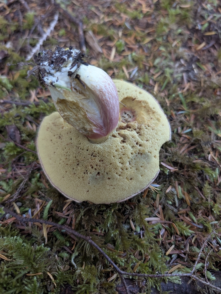Smith's Bolete · September 2026 · photo: Photo: (c) Moe Meikle, some rights reserved (CC BY) · iNaturalist