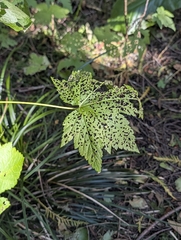 Ribes bracteosum