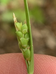 Carex cumberlandensis