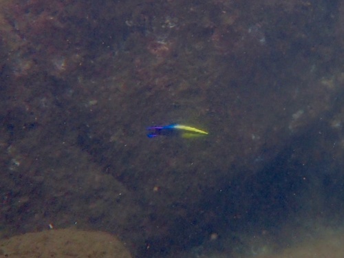 Labroides phthirophagus observed 2026-09-14