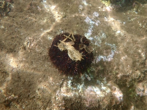 Tripneustes gratilla, 2026-09-14