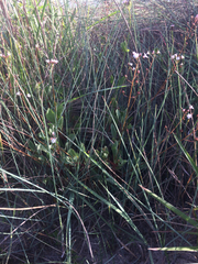 Primulaceae