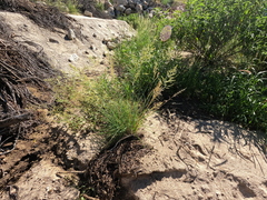 Eragrostis curvula, photograph (c) Bruce Hartman, some rights reserved (CC BY)