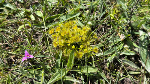 Drosera hookeri