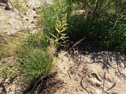 Eragrostis curvula, photograph 5