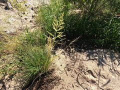 Eragrostis curvula, photograph (c) Bruce Hartman, some rights reserved (CC BY)