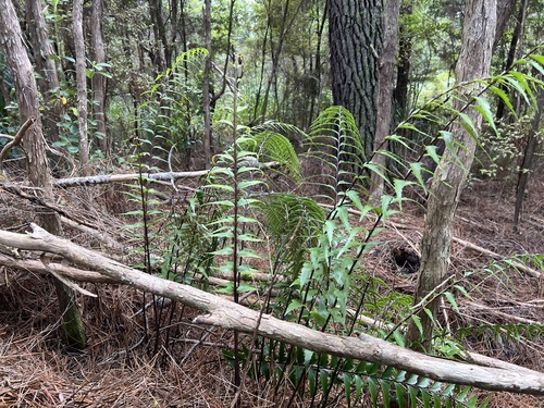 Asplenium polyodon, photograph 5