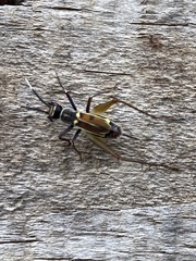 Phylloscyrtus amoenus
