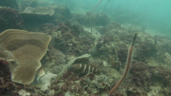 Epinephelus diacanthus