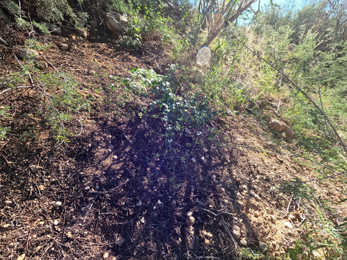 Commicarpus scandens