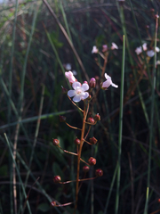 Primulaceae