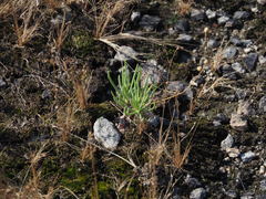 Phemeranthus teretifolius, photograph (c) carter, some rights reserved (CC BY)