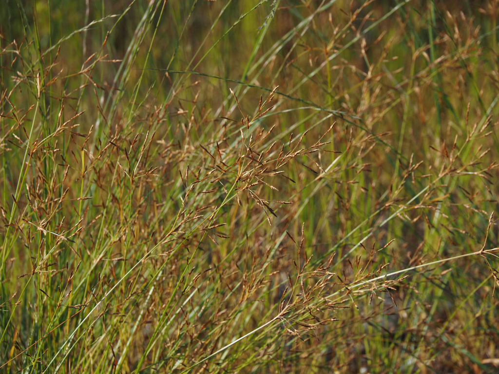 Fimbristylis autumnalis; photograph (c) carter, some rights reserved (CC BY)