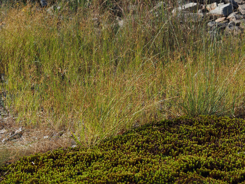Fimbristylis autumnalis, photograph 2