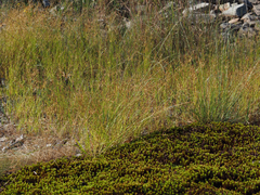 (c) carter, some rights reserved (CC BY) Fimbristylis autumnalis, photograph (c) carter, some rights reserved (CC BY)
