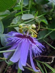 Passiflora amethystina
