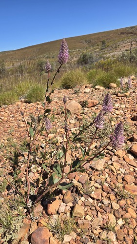 Ptilotus exaltatus, photograph 6