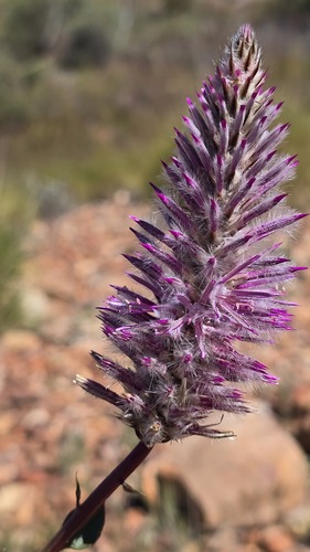 Ptilotus exaltatus, photograph 4