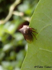 Membracidae
