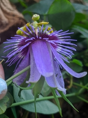 Passiflora amethystina