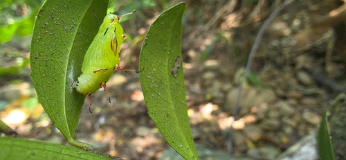 Cupha erymanthis erymanthis