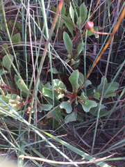 Primulaceae