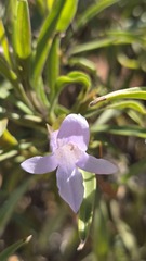 Eremophila freelingii, photograph (c) Petra Holland, some rights reserved (CC BY)