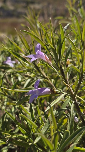 Eremophila freelingii, photograph 5