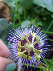 Passiflora amethystina