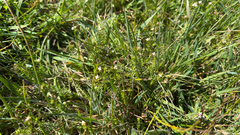 Asperula conferta
